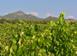 Viñedo 160 m² en Alghero, Italia. 1 080 000 €